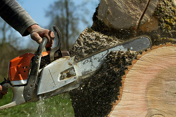 The Steps Involved in Our Tree Care Process in Winnemucca, NV